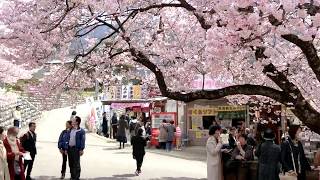 20190414 高遠城址公園南口櫻花滿開