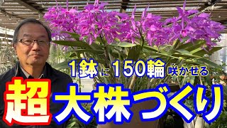 【洋蘭】世界最大級のカトレアの作り方を大公開！The world's largest cattleya making method is open to the public!