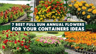 7 Best Full Sun Annual Flowers for Containers 🌻🪴