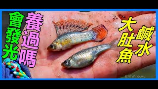 【吳小珍】傳說中~會發亮的鹹水大肚魚! 是野生孔雀魚嗎!?? 超大、超會生、超耐低溶氧，淡水、鹹水都可活，環境適應力超好!  (帆鰭茉莉、珍珠茉莉、茉莉花鱂、青鱂魚、大肚魚、蓋斑鬥魚…，可參考!)