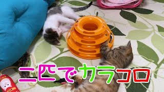 【保護猫】小次郎とまりとボールタワー【HimenoCats】