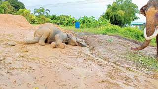 น้องธันวาสปาโคลนหลังฝนตก🐘💦