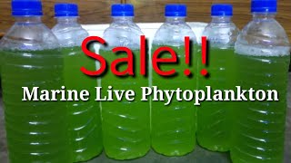 Buy Fresh Live Marine Phytoplankton for Reef/Saltwater aquarium