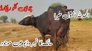 watch Pure Nili Ravi buffalo live milking buffalo for sale satluj Punjab TV 0300=4442450