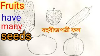 5 fruits drawing that have many seeds/multiple seeds fruits/many seed fruits/বহুবীজপত্রীফল#manyseeds