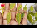 893 winter jasmine flower सर्दियों की जूही कुंदा का फूल kunda flower beautiful white flower