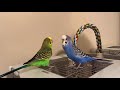 インコに話し方を教える