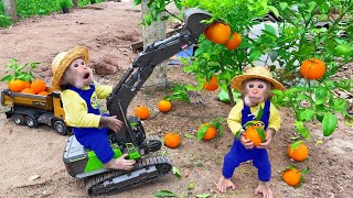 Bu Bu drives a excavator to harvest orange