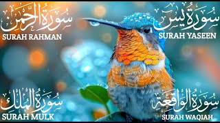 Surah Yaseen 🕋 Surah Rahman 🕋 Surah Waqiah 🕋 Surah Mulk 🕋 Quran Recitation