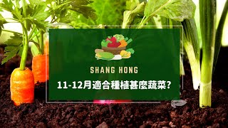 11-12月適合種植的蔬菜｜冬季蔬菜｜台灣地區｜抗寒蔬菜