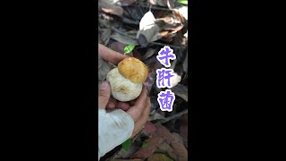 一朵接一朵柿饼奶浆菌，还采到了肥仔牛肝菌