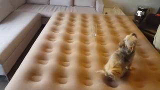 Motion transfer with Winston on the Instabed EZ Bed with neverFLAT Pump