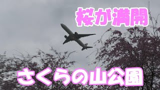 【桜が満開のさくらの山公園　最高です】2023.03.24　撮影　　NARITA　Airport 　成田空港　　北風運用　Rwy34L　さくらの山公園　桜満開　離陸　Takeoff