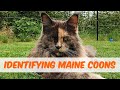 How to tell if your cat is a Maine Coon with the help of our four