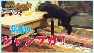 みかんの皮が欲しすぎて脅威のジャンプ力を見せる愛犬【黒トイプードル】