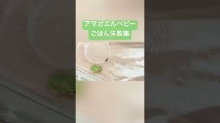 かえるちゃん、ごはん上手に食べてほしいなぁ... 【生きもの】