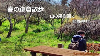 Spring walk in Kamakura: Afternoon spent in an orchard