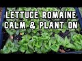 Simple trick for planting lettuce seedlings!