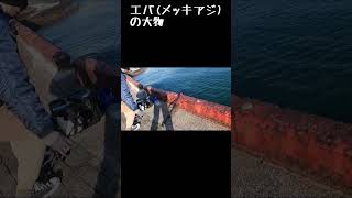 【釣果情報：エバ(メッキアジ)】1月18日の宮崎港 #釣り #fishing #宮崎