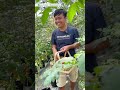 panen tomat cherry melimpah di kebun halaman rumah 🙌😃 youtubeshorts berkebun