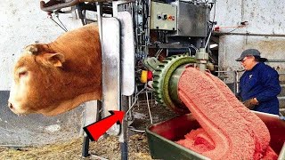 Revolutionary Cow Milking Technique Beautiful Women Milk Cows Calf Feeding at its Best