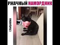 Ржачный намордник у собаки.