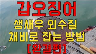 [갑프로] 갑오징어 생새우 외수질 채비로 잡은방법 이 영상 하나로 모든걸 알려줄께요 - 강추 - Cuttlefish