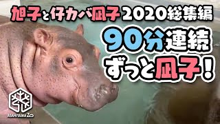 【旭子と仔カバ凪子2020総集編】90分連続ずっと凪子！[Asahiyama Zoo] 90 min of baby Hippo Nagiko!