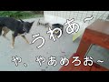 愛犬ＶＳカマキリ