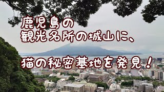 鹿児島の観光名所の城山に、猫の秘密基地を発見！