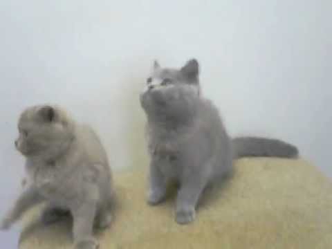 Lilac British Shorthair Male Kittens Chocolate British Shorthair