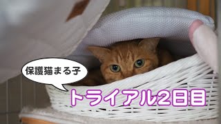 保護猫まる子 トライアル2日目