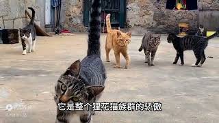 丧彪，中华田园猫，狸花猫战斗力爆表，不服就是干俗称猫中平头哥