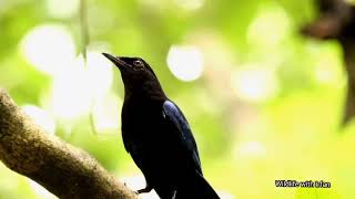 Malabar Whistling Thrush call @ Old Magazine House.