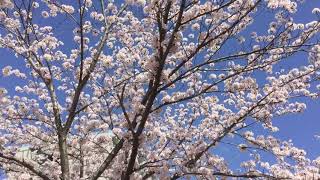 もりんぴあウラの公園の桜が満開でした〜〜 2018年3月30日  成田市