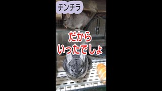 【チンチラ】だから言ったでしょ　＃shorts