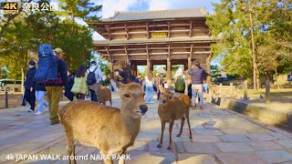 4k Japan walk around Nara park