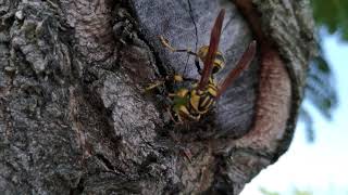 胡蜂捕食紋白蝶幼蟲 Wasp attacks a caterpillar