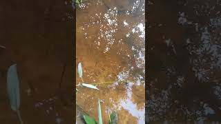 #shortvideo #Baby fish in the canal.#មើលកូនត្រីតូចៗនៅតាមប្រឡាយទឹក🐟