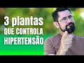 HIPERTENSÃO: 3 Plantas Naturais Poderosas para controlar a pressão