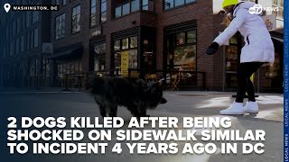 Two dogs killed after being shocked on sidewalk similar to incident 4 years ago in DC