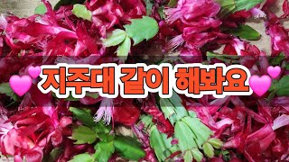 25,1,11#옛날 #게발#지주대#가제발선인장 #수입게발 #꽃피는염좌