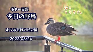 ギター日記　今日の野鳥　・　まつぶし緑の丘公園　2022年3月24日