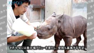 クロサイの赤ちゃん、金沢動物園ですくすく/神奈川新聞（カナロコ）