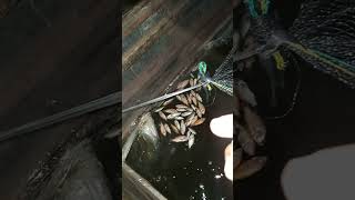 gagal budidaya bioflok karantina ikan nila sistem bioflok mati masal @DaNila91