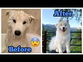 Watch 4 hours of grooming a Samoyed in 15 seconds #shorts