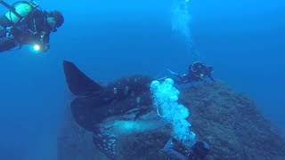 Divers dwarfed by an enormous sunfish