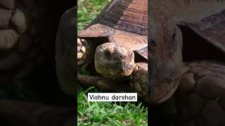 #vishnu #krishna #avatar #kalyug #tortoise #animal