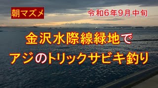 9月中旬の金沢水際線緑地でアジのサビキ釣り