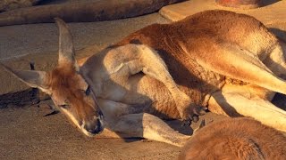 ごろ寝するカンガルー【冬の多摩動物公園】  2016-1-5 Lumix DMC-FZ1000